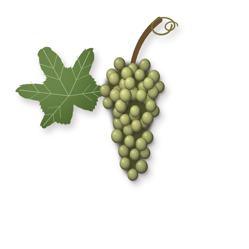 Drawing of a Gouveio bunch