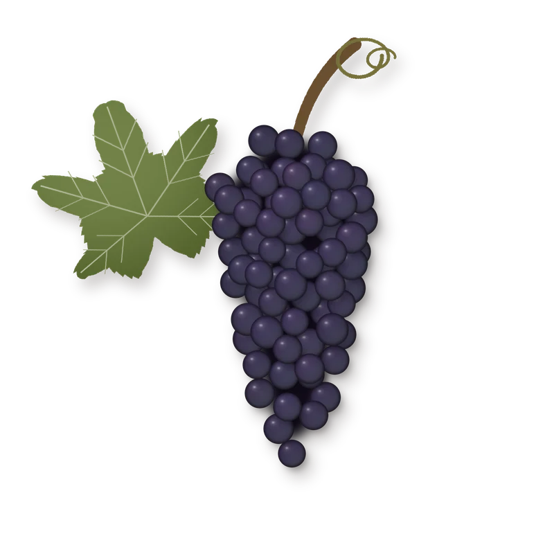 Drawing of a Grenache Rouge bunch