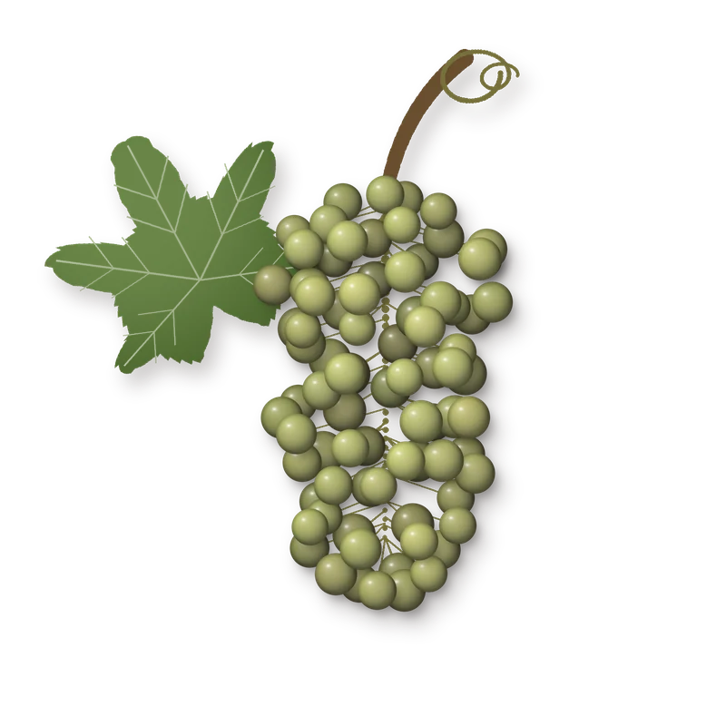 Drawing of a Grillo bunch