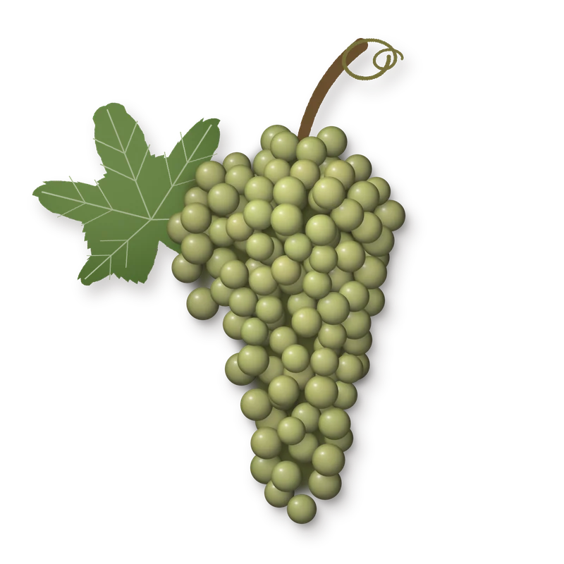 Drawing of a Gruener Veltliner bunch