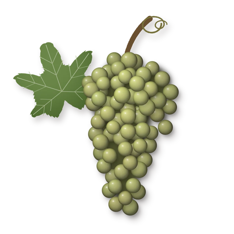 Drawing of a Grüner Veltliner Smaragd bunch