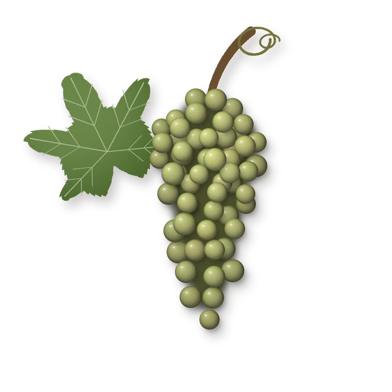 Drawing of a Himbertscha bunch