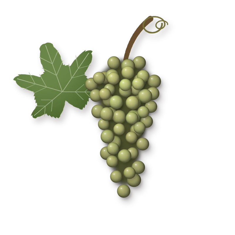 Drawing of a Katsano bunch