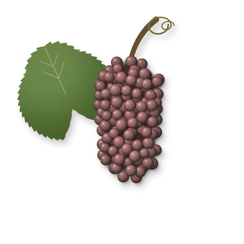 Drawing of a Klevener de Heiligenstein bunch