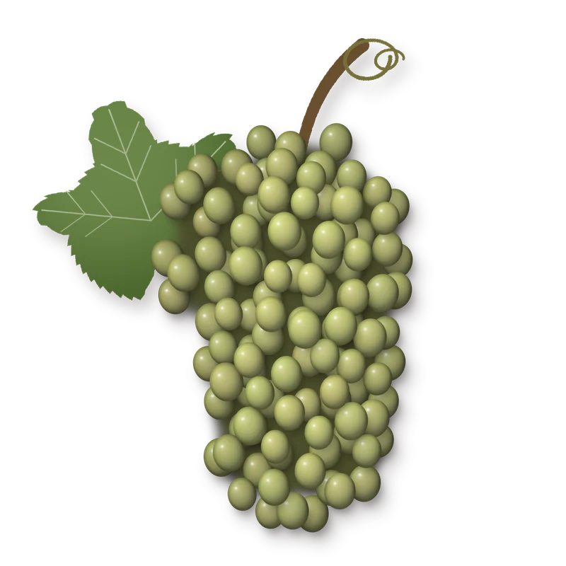 Drawing of a Lafnetscha bunch