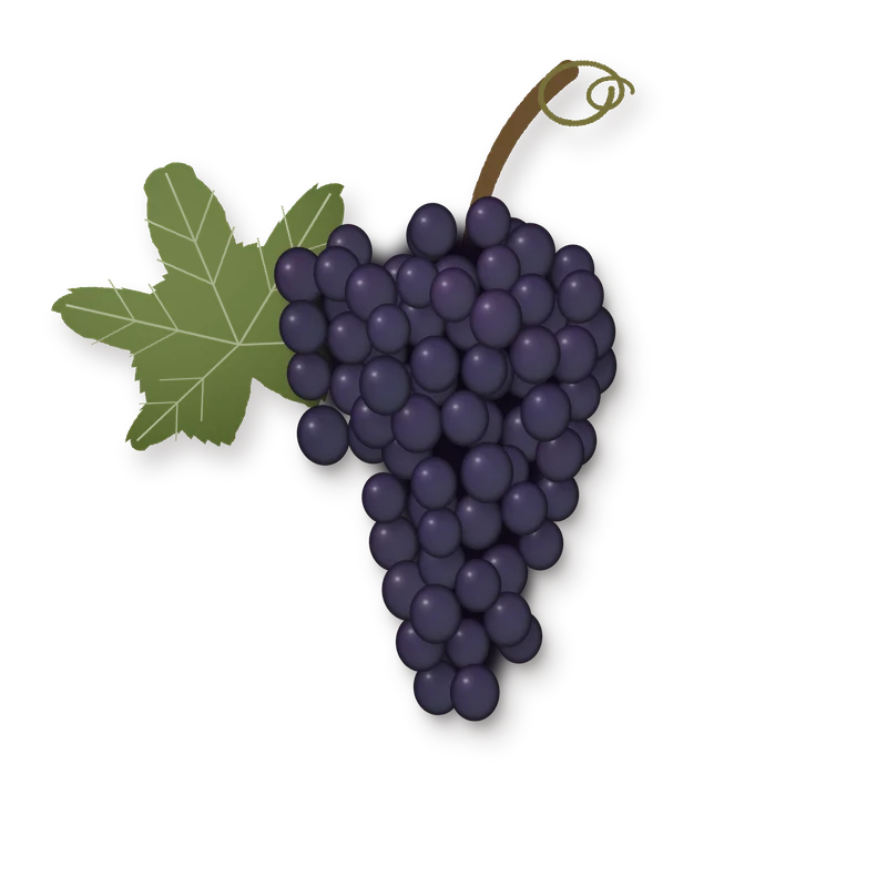 Drawing of a Lagrein bunch