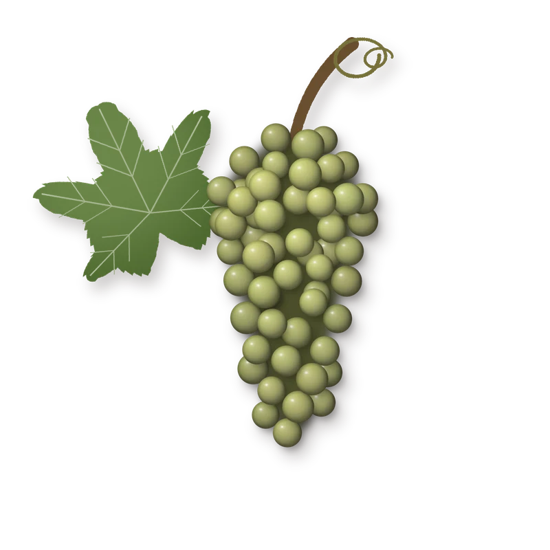 Drawing of a Loureira bunch