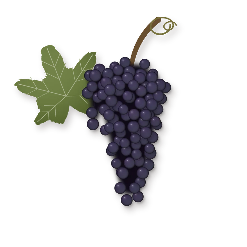Drawing of a Malbec bunch