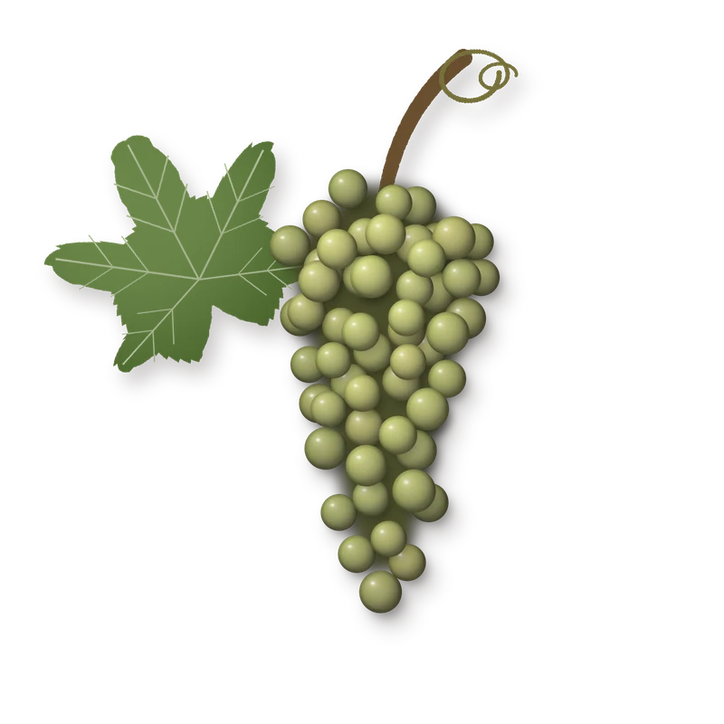 Drawing of a Malvasia Bianca Lunga bunch