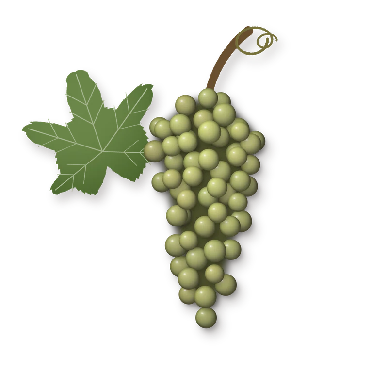Drawing of a Malvasia de Sitges bunch