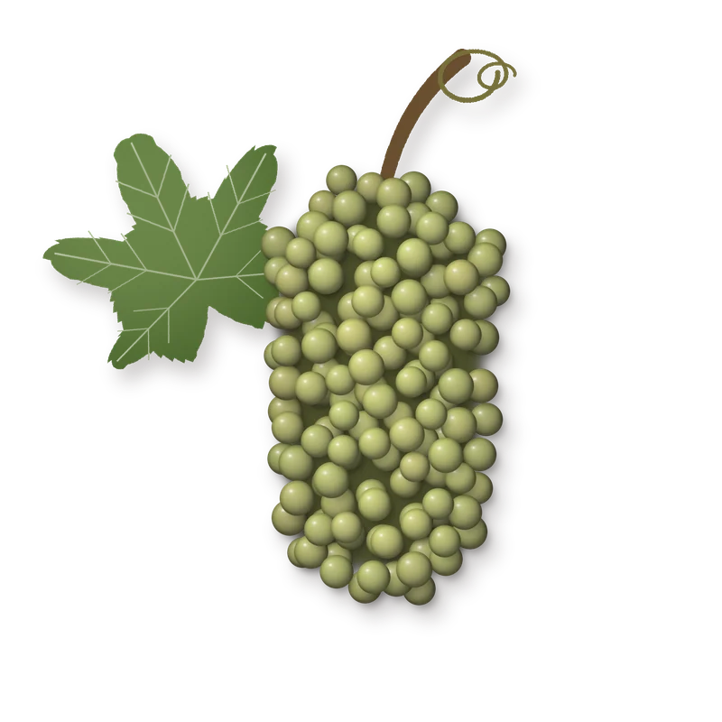 Drawing of a Malvasia delle Lipari bunch