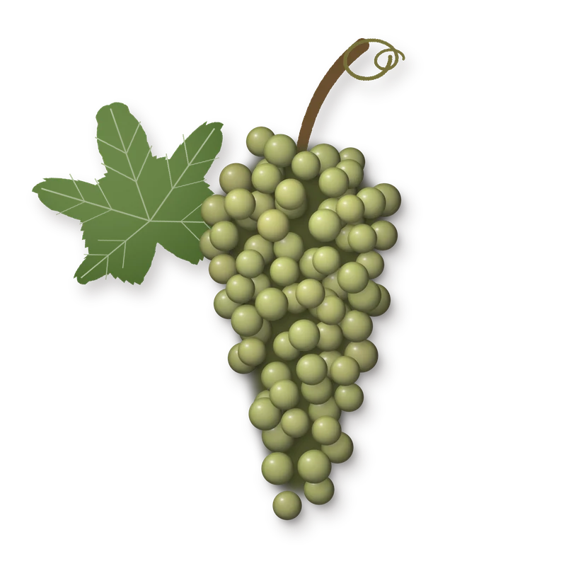 Drawing of a Malvasia di Candia bunch