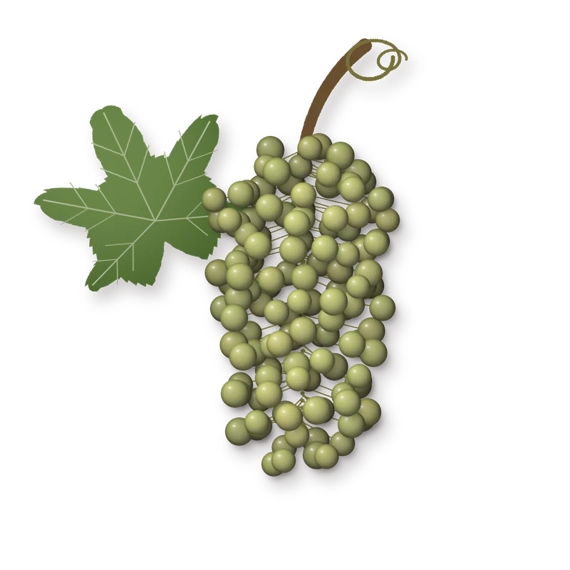 Drawing of a Malvasia di Lipari bunch