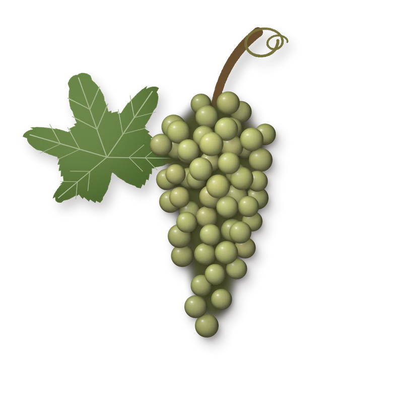 Drawing of a Malvasia Fina bunch