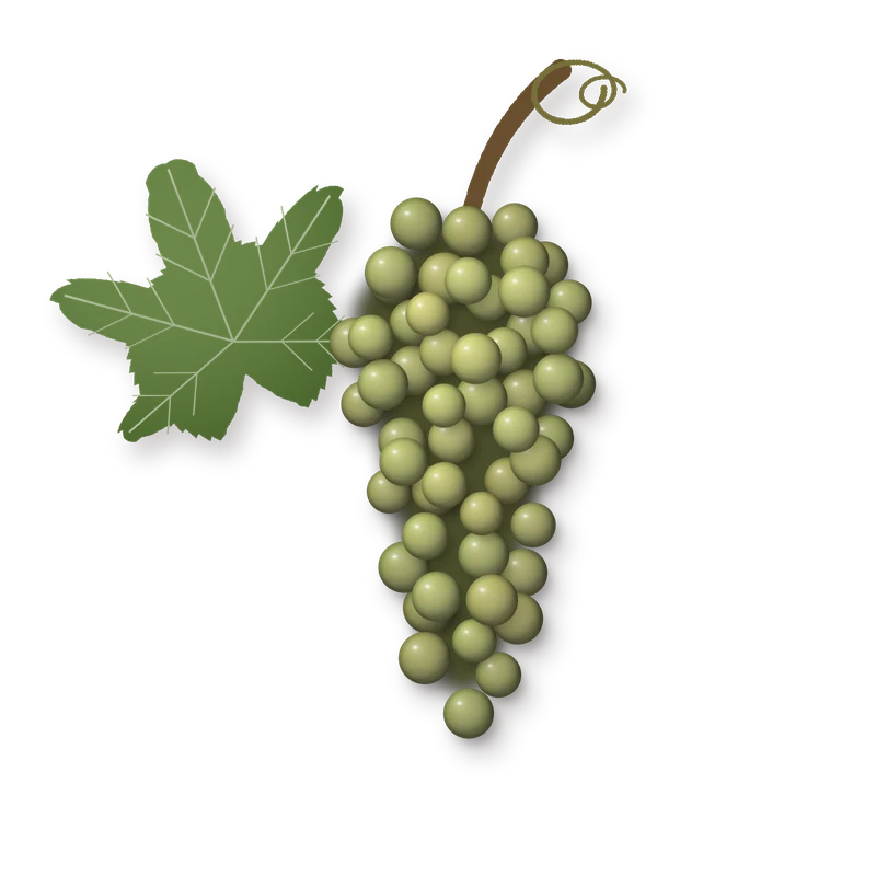 Drawing of a Malvasia Istriana bunch