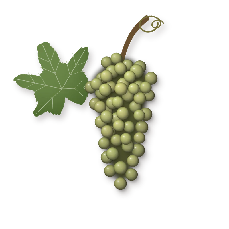 Drawing of a Malvasia Rei bunch
