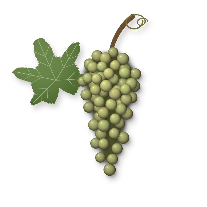 Drawing of a Malvasia Riojana bunch