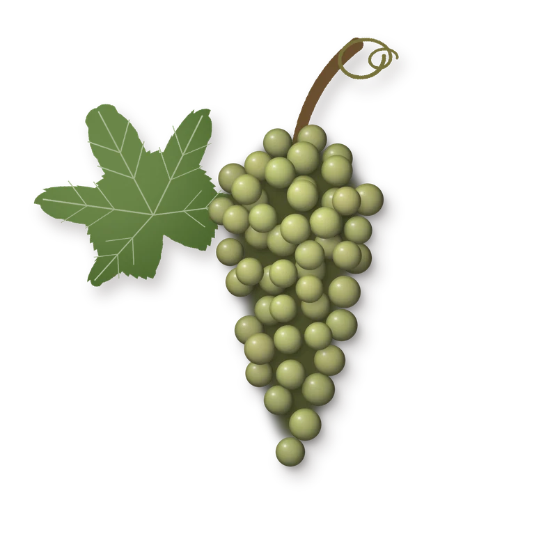 Drawing of a Malvasia bunch