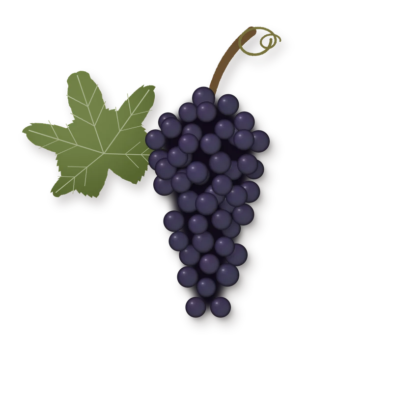 Drawing of a Mandilaria bunch