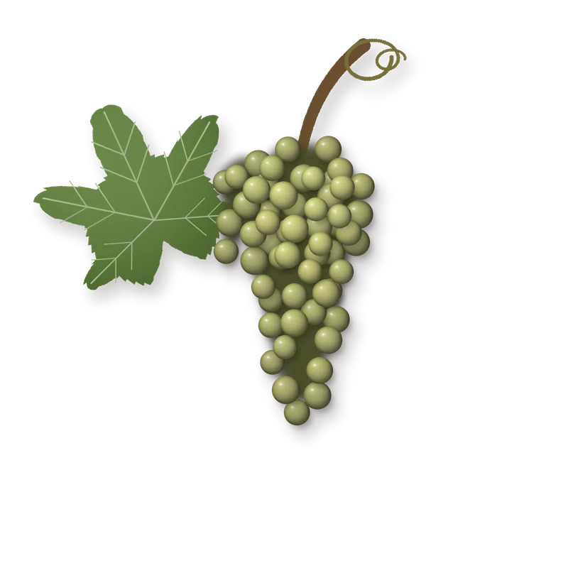 Drawing of a Manzoni Bianco bunch