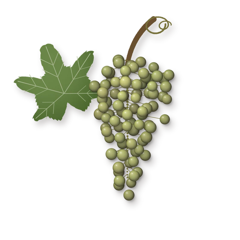 Drawing of a Marsanne bunch