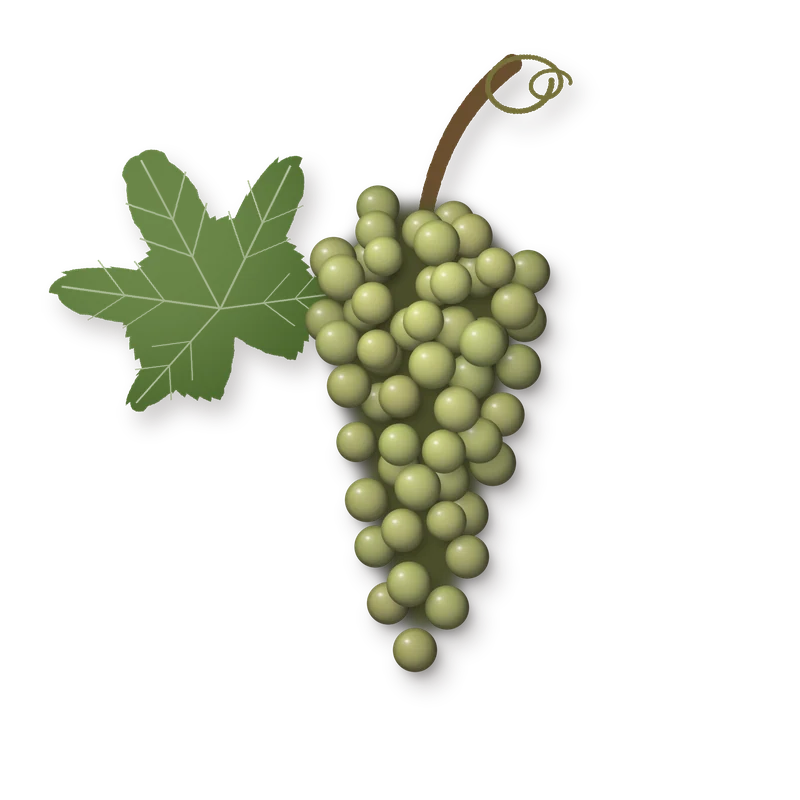 Drawing of a Maturana Blanca bunch