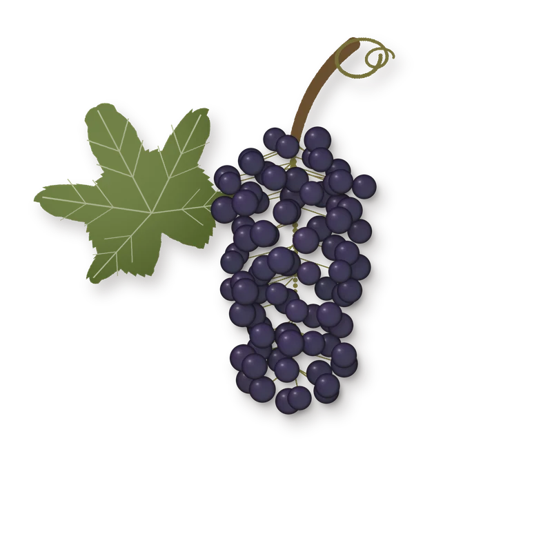 Drawing of a Mavrodaphne bunch