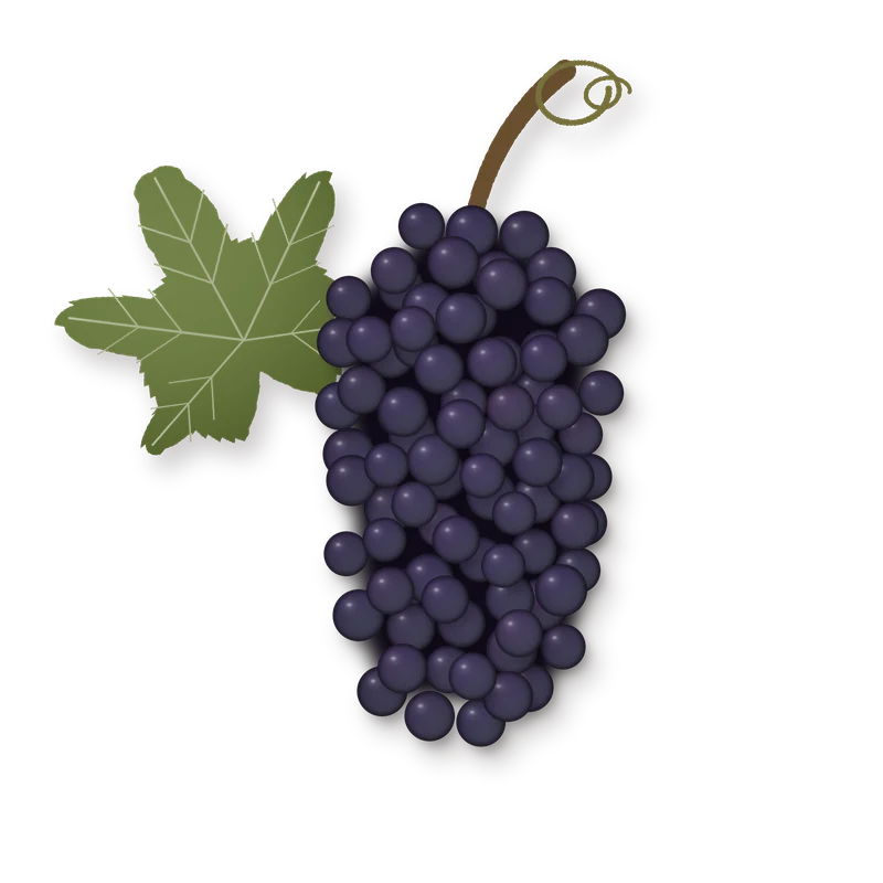 Drawing of a Mavrotragano bunch
