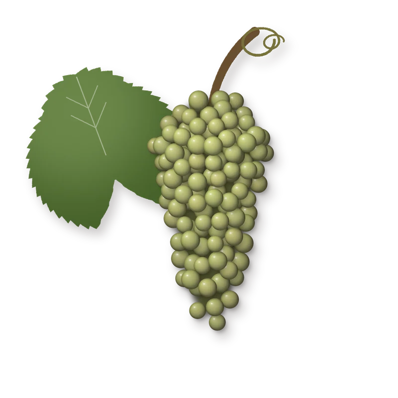 Drawing of a Melon de Bourgogne bunch
