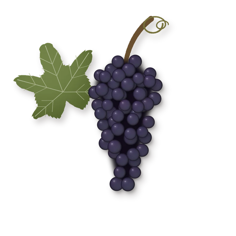 Drawing of a Mencía bunch