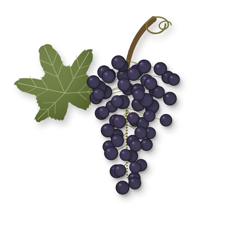 Drawing of a Merlot bunch