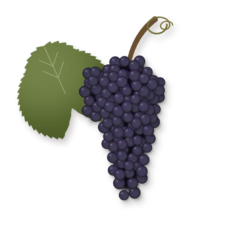 Drawing of a Monastrell bunch