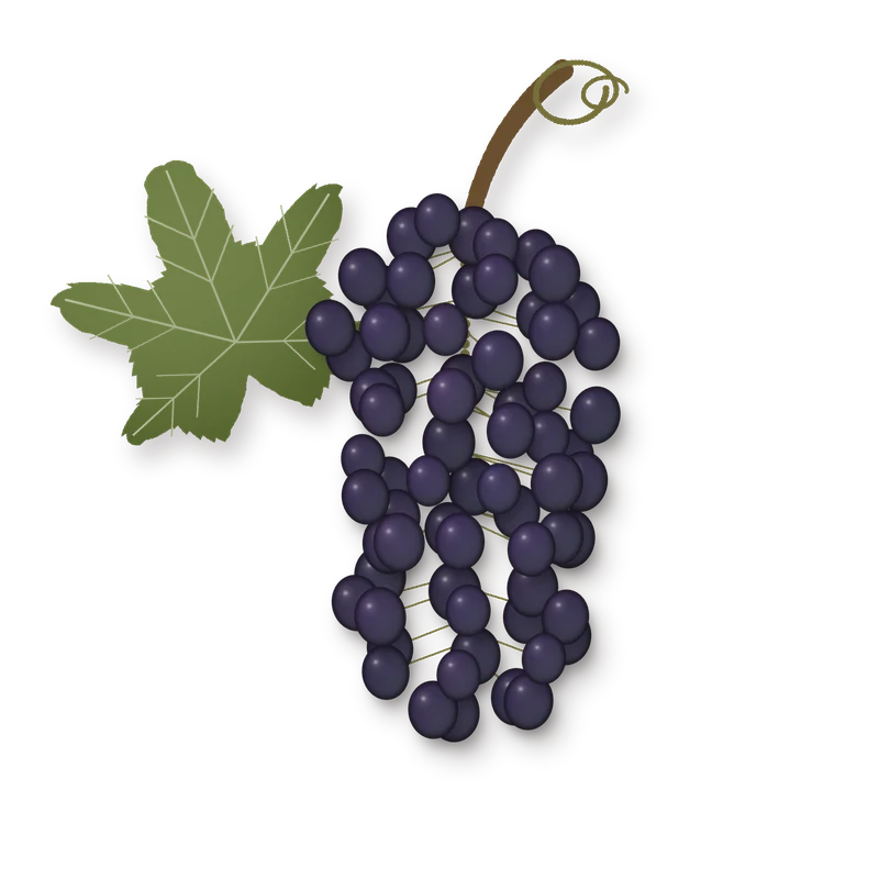 Drawing of a Montepulciano bunch