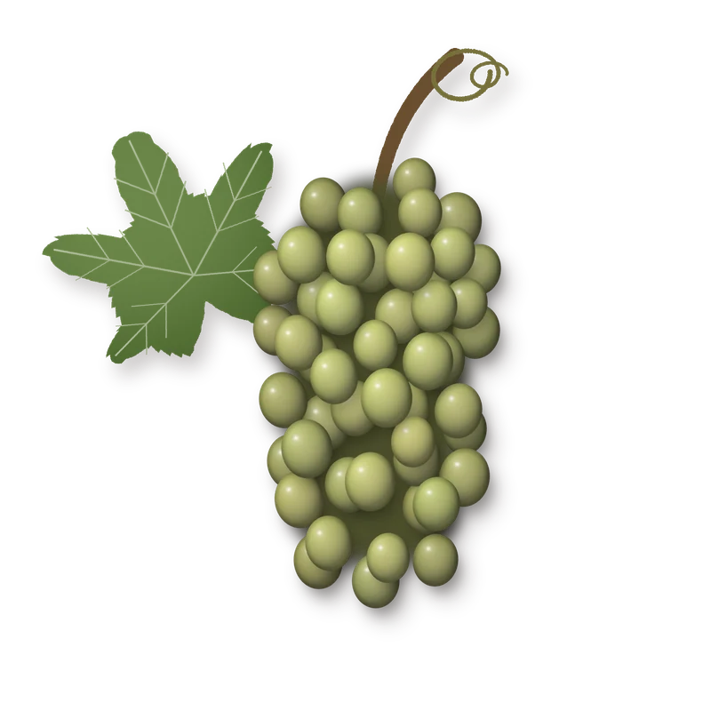 Drawing of a Moscatel bunch