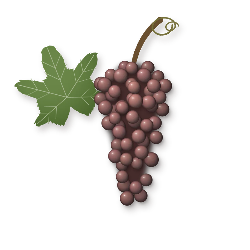 Drawing of a Moscato Rosa bunch