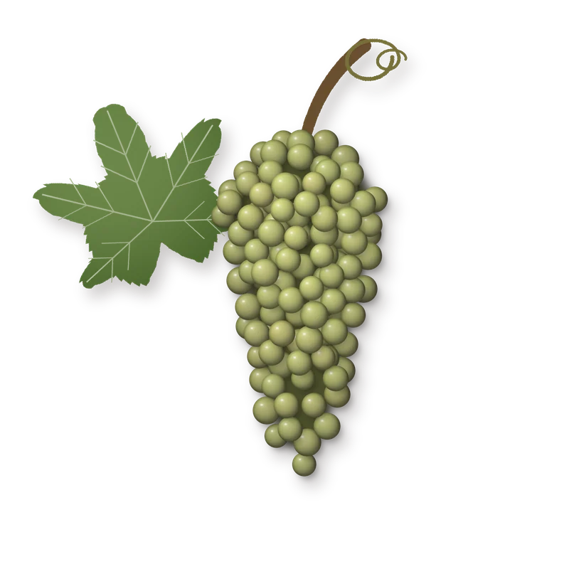 Drawing of a Moscato bunch