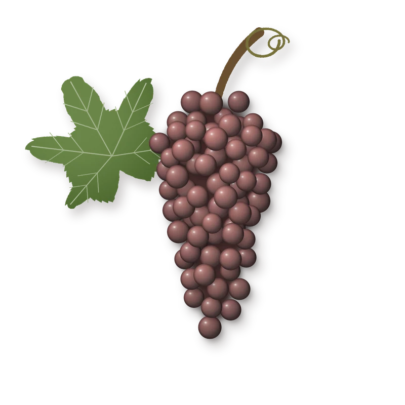 Drawing of a Moschofilero bunch