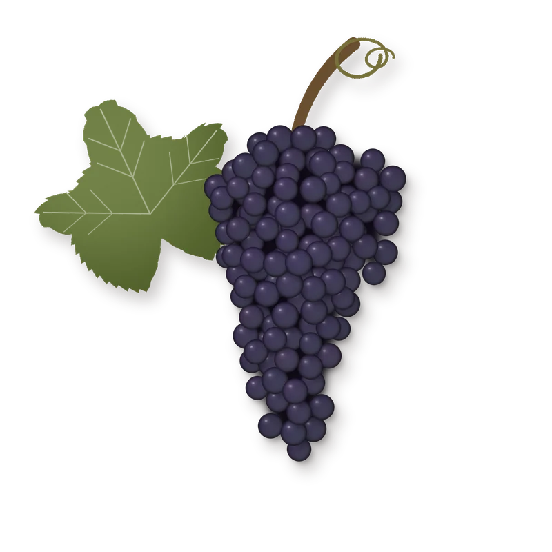 Drawing of a Mourvedre bunch