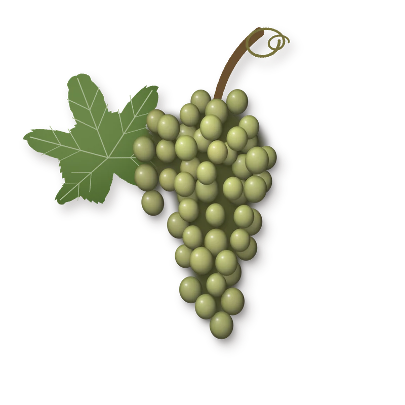 Drawing of a Muller-Thurgau bunch