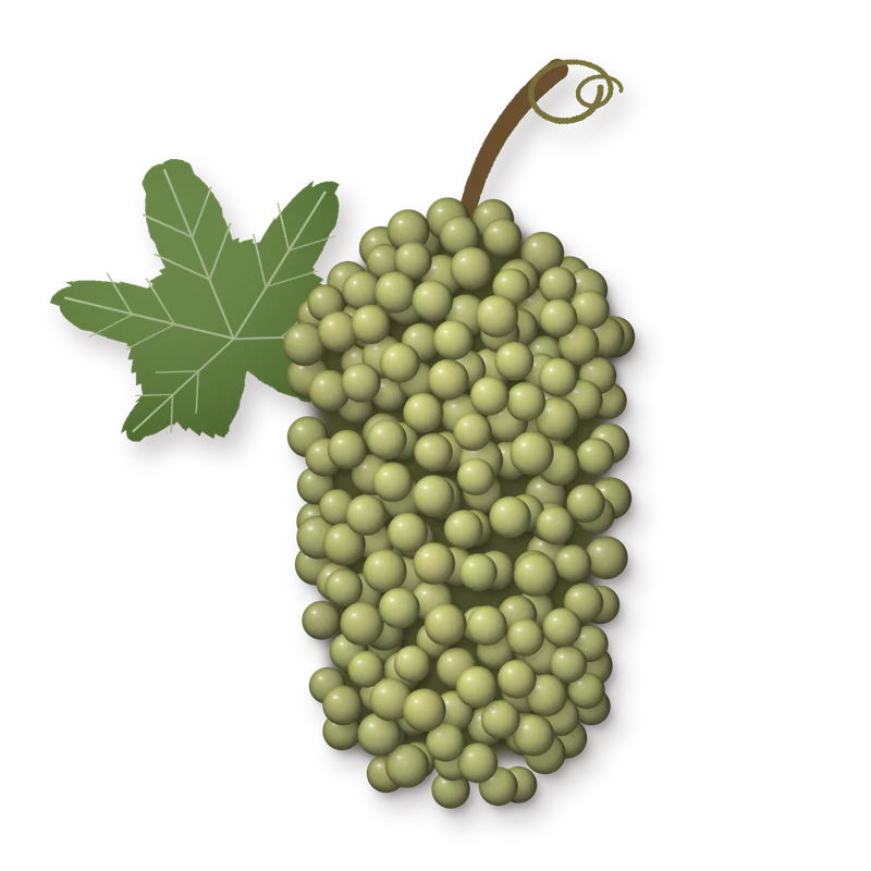 Drawing of a Muscat a Petits Grains bunch