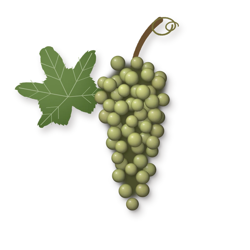 Drawing of a Muscat of Alexandria bunch