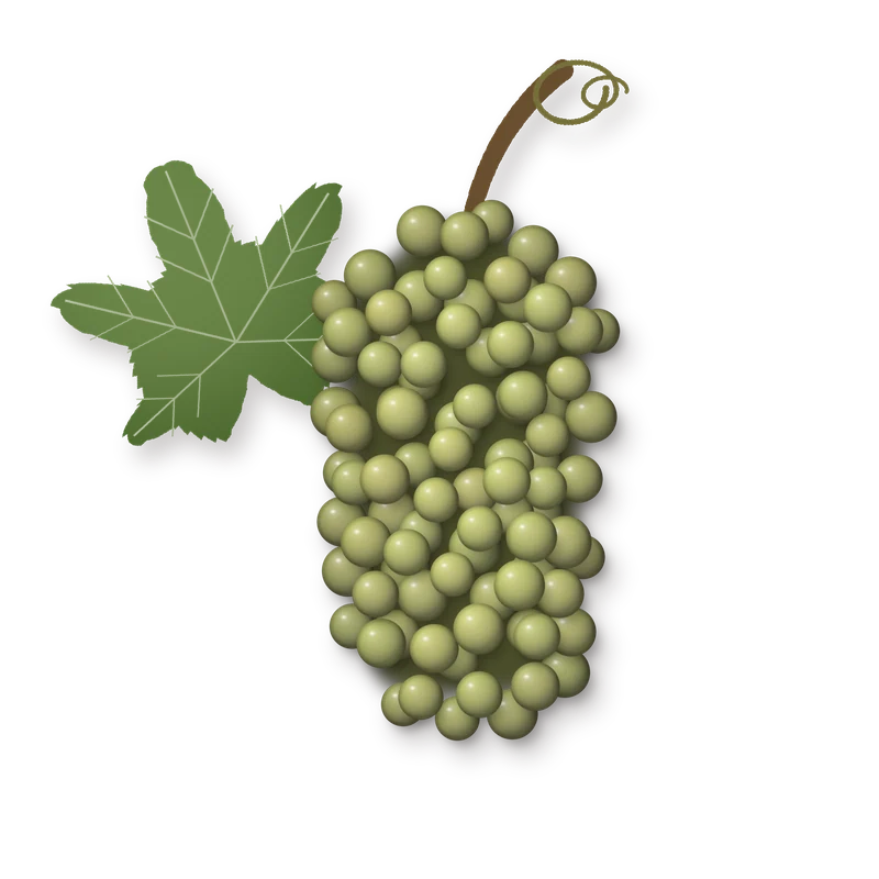 Drawing of a Muscat bunch