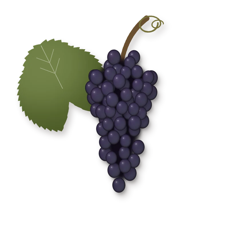 Drawing of a Nero d'Avola bunch