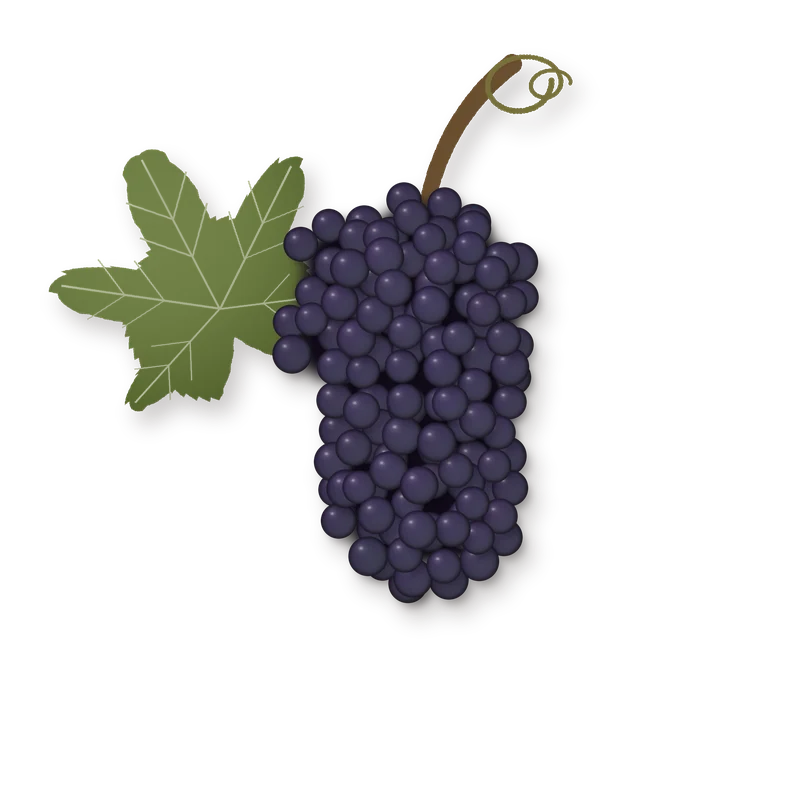 Drawing of a Oseleta bunch