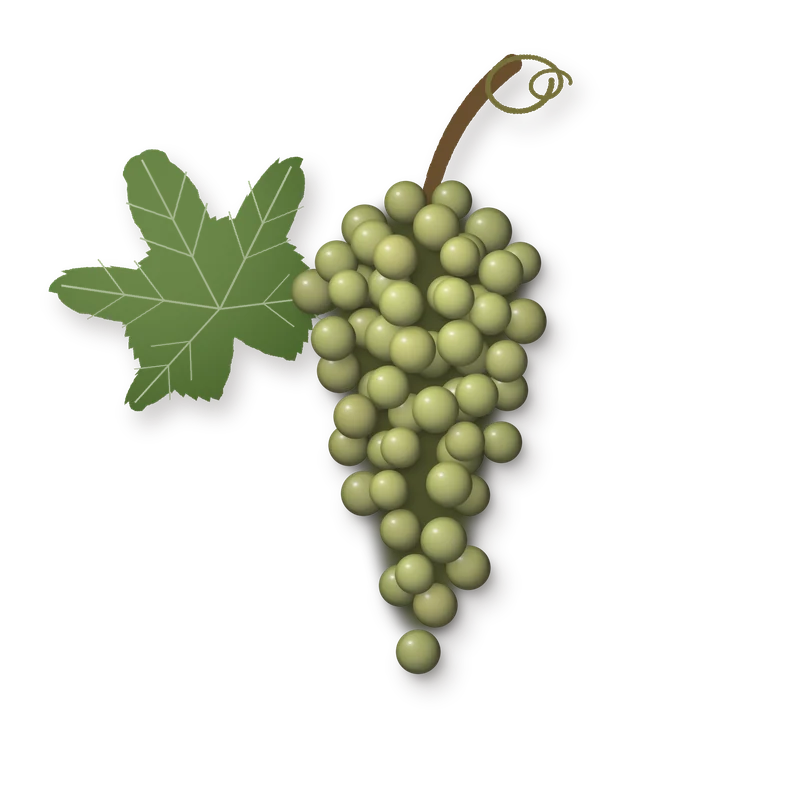 Drawing of a Pedro Ximenez bunch