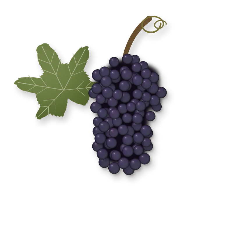 Drawing of a Petit Verdot bunch