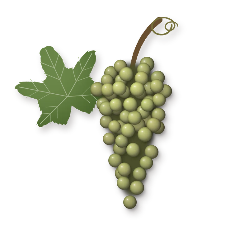 Drawing of a Picpoul bunch