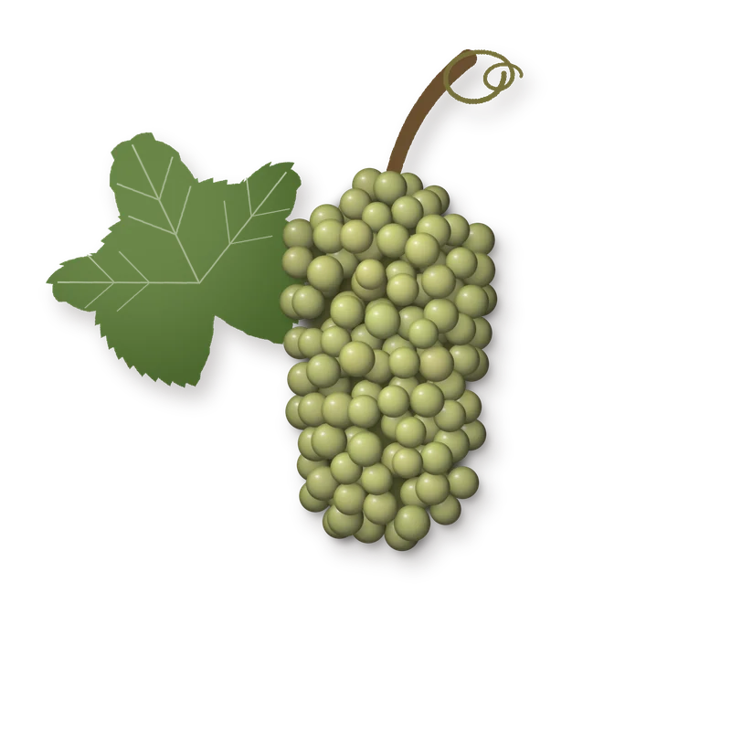 Drawing of a Pinot Bianco bunch