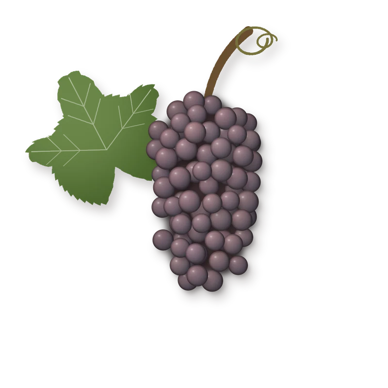Drawing of a Pinot Grigio bunch