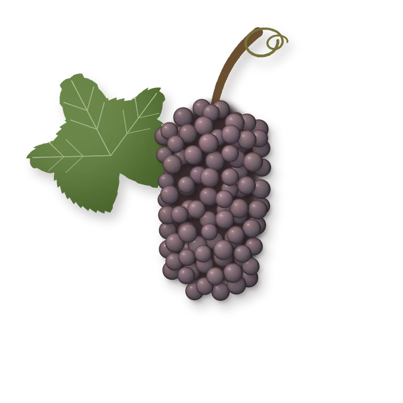 Drawing of a Pinot Gris bunch